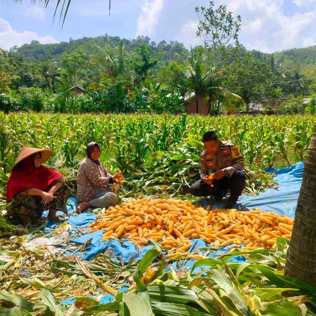 Sinergi Polri dan Petani Eyat Mayang untuk Perkuat Ketahanan Pangan Nasional