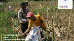 Bhabinkamtibmas Desa Gumantar Dampingi Panen Jagung Lanjutan Kuartal III Sebagai Wujud Dukungan Program Ketahanan Pangan