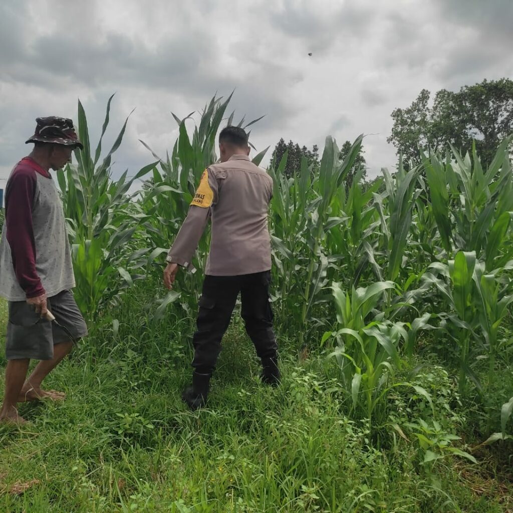 Polsek Labuapi Dampingi Petani Jagung di Dusun Kuranji Bangsal Lombok Barat