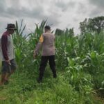 Polsek Labuapi Dampingi Petani Jagung di Dusun Kuranji Bangsal Lombok Barat