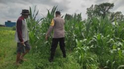 Polsek Labuapi Dampingi Petani Jagung di Dusun Kuranji Bangsal Lombok Barat