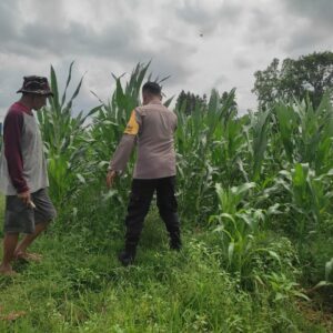 Polsek Labuapi Dampingi Petani Jagung di Dusun Kuranji Bangsal Lombok Barat