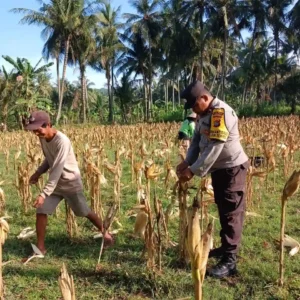 Bhabinkamtibmas Gerung Dampingi Petani Jagung Jaga Ketahanan Pangan