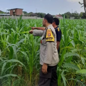 Ketahanan Pangan Dimulai dari Desa: Peran Nyata Bhabinkamtibmas di Gelogor