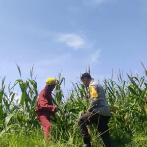 Bhabinkamtibmas Dorong Semangat Petani Jagung di Lombok Barat