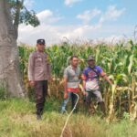 Bhabinkamtibmas Desa Mumbu Polsek Woja Polres Dompu Dampingi Petani Jagung Dukung Program Ketahanan Pangan Nasional