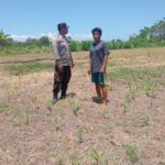 TAK HANYA JAGA KAMTIBMAS, BRIPKA WAWAN IKUT KAWAL KETAHANAN PANGAN DI LAHAN JAGUNG WARGA DUKUNG PROGRAM KETAHANAN PANGAN NASIONAL.