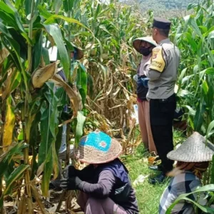 Panen Jagung di Lombok Barat Dikawal Polisi, Hasilnya Meningkat Tajam