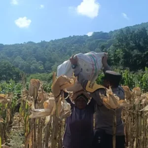 Bhabinkamtibmas Dampingi Panen Jagung, Petani Babussalam Merasa Dilindungi