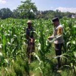 Polsek Kuripan Dorong Petani Lokal Wujudkan Ketahanan Pangan