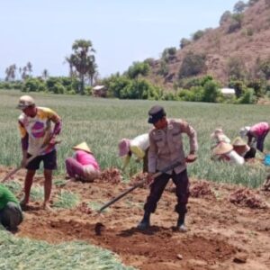 Bhabinkamtibmas Polres Bima Kota Bantu Warga Binaan Panen Bawang Sambil Sampaikan Imbauan Kamtibmas