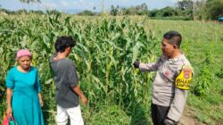 Bhabinkamtibmas Desa Cempi Jaya Dampingi Petani Jagung, Wujudkan Ketahanan Pangan Nasional Menuju Indonesia Emas 2045