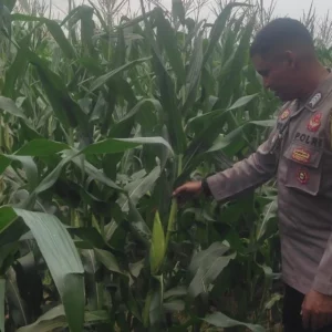 Bhabinkamtibmas Dampingi Petani Jagung di Lombok Barat, Hasilnya Mengejutkan