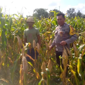 Bhabinkamtibmas Kuripan Dorong Petani Jagaraga Wujudkan Ketahanan Pangan