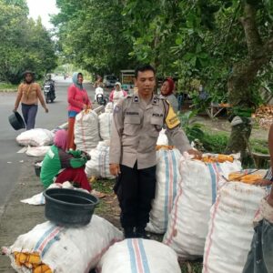 Bhabinkamtibmas Gerung Turun ke Sawah, Jaga Panen Jagung Petani Tetap Aman