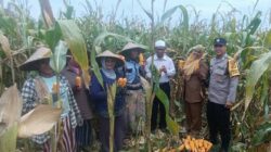 Bhabinkamtibmas Gerung Kawal Panen Jagung, Petani Sumringah!