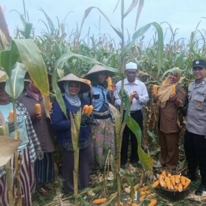 Bhabinkamtibmas Gerung Kawal Panen Jagung, Petani Sumringah!