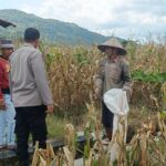 Bhabinkamtibmas Babussalam Dampingi Petani Panen Jagung Melimpah
