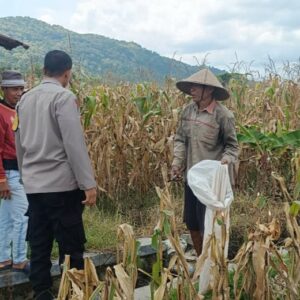 Bhabinkamtibmas Babussalam Dampingi Petani Panen Jagung Melimpah