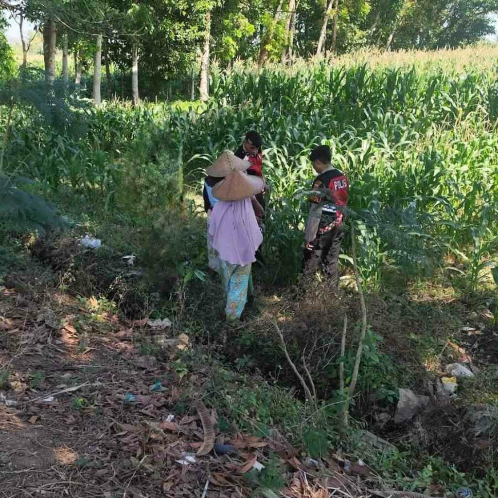 Patroli Ketahanan Pangan: Sinergi Polres Lobar dan Petani Jagung