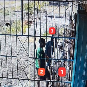 Satgas Ops Damai Cartenz Selidiki Kasus Penikaman Warga Pendatang di Dekai, Yahukimo