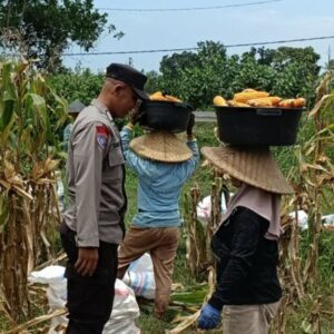 Sinergi Panen Jagung di Babussalam: Bhabinkamtibmas Hadir Amankan dan Dukung Petani