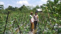 Bhabinkamtibmas Dorong Warga Jagaraga Manfaatkan Pekarangan untuk Pangan