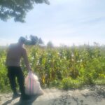 Sinergi Polri dan Petani Lelede: Panen Jagung Lancar Tanpa Kendala