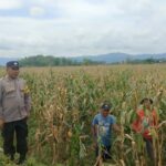 BHABINKAMTIBMAS DESA MBAWI PANTAU PANEN JAGUNG DALAM UPAYA DUKUNG KETAHANAN PANGAN NASIONAL