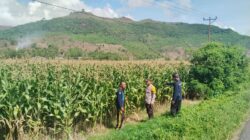 BHABINKAMTIBMAS DESA MUMBU CEK TANAMAN JAGUNG WARGA, DUKUNG KETAHANAN PANGAN DAN JAGA KEDekatan DENGAN MASYARAKAT