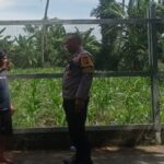 Aksi Polsek Labuapi: Ubah Pekarangan Sempit Jadi Lumbung Pangan