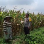 Bhabinkamtibmas dan Kades Sinergi Kuatkan Ketahanan Pangan Desa