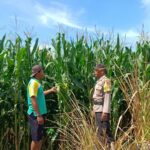 Dukung Ketahanan Pangan, Bhabinkamtibmas Buer Pantau Kondisi Tanaman Jagung Petani