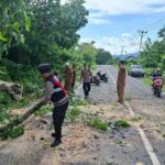Aksi Sigap Polsek Sekotong: Bersihkan Pohon Tumbang di Lombok Barat