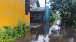 LOMBOK BARAT – Hujan lebat dengan intensitas tinggi yang melanda wilayah Kecamatan Labuapi, Kabupaten Lombok Barat, Nusa Tenggara Barat (NTB), telah memicu genangan air di sejumlah titik, khususnya di Desa Perampuan. Pihak kepolisian segera bergerak melakukan pemantauan untuk memastikan keamanan dan keselamatan warga terdampak. Kapolsek Labuapi, Polres Lombok Barat, Polda NTB, Ipda I Nyoman Rudi Santosa, memimpin langsung kegiatan monitoring dan pengecekan dampak cuaca ekstrem tersebut pada hari Selasa, 2 Desember 2025, sejak pukul 06.00 WITA. Fokus utama pengecekan adalah di beberapa dusun di Desa Perampuan yang dilaporkan terendam banjir. Genangan Air Capai Lutut di Empat Dusun Desa Perampuan Hasil pemantauan di lapangan menunjukkan bahwa genangan air cukup signifikan terjadi di beberapa dusun di Desa Perampuan. Ketinggian air diperkirakan bervariasi, mulai dari sebatas mata kaki hingga mencapai setinggi lutut orang dewasa. Kondisi ini memaksa sejumlah warga di salah satu dusun untuk mengungsi sebagai langkah antisipasi. Menurut Ipda I Nyoman Rudi Santosa, genangan air tersebut disebabkan oleh kombinasi beberapa faktor. "Tingginya intensitas hujan yang turun dalam waktu lama menjadi pemicu utama. Selain itu, wilayah Desa Perampuan ini merupakan dataran rendah. Kondisi ini diperparah dengan tidak tersedianya sistem drainase yang memadai untuk mengalirkan debit air yang berlebihan," jelasnya. Empat dusun yang terpantau mengalami genangan air adalah: Dusun Kerepet: Terpantau genangan air, dan sekitar 10 Kepala Keluarga (KK) dari Perumahan Pepabri memilih untuk mengungsi sementara di Mushola Baitussuhada. Dusun Karang Bayan: Masih terdapat genangan air namun dilaporkan sudah mulai berangsur surut. Warga di dusun ini tidak ada yang mengungsi. Dusun Kapitan: Genangan air juga terjadi dan mulai surut secara perlahan. Tidak ada laporan warga yang mengungsi dari dusun ini. Dusun Bayan Pengsong: Genangan air mulai surut, dan warga memilih untuk tetap bertahan di rumah masing-masing. Masyarakat Diimbau Tetap Waspada dan Kooperatif Meskipun genangan air masih terjadi di beberapa titik, situasi secara umum mulai terkendali seiring dengan meredanya curah hujan. Sebagian besar warga yang terdampak, kecuali belasan KK yang masih berada di pengungsian, telah kembali menjalankan aktivitasnya seperti biasa. Berdasarkan laporan terkini, tidak terdapat kerugian material yang signifikan yang dialami oleh warga terdampak. Ipda I Nyoman Rudi Santosa menekankan pentingnya kewaspadaan masyarakat, mengingat potensi cuaca ekstrem yang masih mungkin terjadi di tengah musim penghujan ini. "Kami terus memonitor perkembangan situasi di seluruh wilayah Labuapi. Kami mengimbau kepada seluruh masyarakat, terutama yang tinggal di daerah rawan banjir, untuk selalu waspada dan memantau informasi cuaca dari pihak berwenang. Segera laporkan kepada perangkat desa atau Bhabinkamtibmas setempat jika terjadi peningkatan debit air yang mengkhawatirkan," ujar Ipda I Nyoman Rudi Santosa. Langkah Penanganan dan Antisipasi Lebih Lanjut Pihak kepolisian sektor Labuapi, bersama dengan tim gabungan dari unsur TNI, Pemerintah Desa, dan Badan Penanggulangan Bencana Daerah (BPBD) Lombok Barat, telah berkoordinasi erat untuk penanganan dan antisipasi bencana. Koordinasi ini mencakup penyediaan lokasi pengungsian sementara, pemeriksaan kondisi kesehatan warga terdampak, serta langkah-langkah mitigasi jangka panjang terkait sistem drainase. Fenomena banjir yang berulang di wilayah dataran rendah Labuapi, khususnya Desa Perampuan, menunjukkan perlunya solusi permanen terkait tata kelola air dan tata ruang. Pembangunan infrastruktur penanggulangan banjir yang berkelanjutan, seperti normalisasi sungai dan pembangunan drainase yang terintegrasi, sangat krusial untuk mencegah terulangnya kejadian serupa di masa mendatang. "Kehadiran kami di lokasi adalah bentuk komitmen Polri untuk selalu hadir di tengah masyarakat. Kami akan terus bekerja sama dengan semua pihak terkait agar dampak bencana cuaca ekstrem dapat diminimalisir. Yang terpenting, keselamatan warga adalah prioritas utama kami," tutup Ipda I Nyoman Rudi Santosa. Pemerintah Daerah juga diharapkan dapat mengambil langkah cepat dalam penataan infrastruktur lingkungan, terutama di wilayah yang padat penduduk dan sering tergenang, guna memastikan Labuapi dapat lebih tangguh menghadapi ancaman bencana hidrometeorologi.