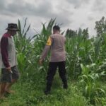 Polri Dukung Pangan: Bhabinkamtibmas Labuapi Ajak Warga Tanam di Pekarangan