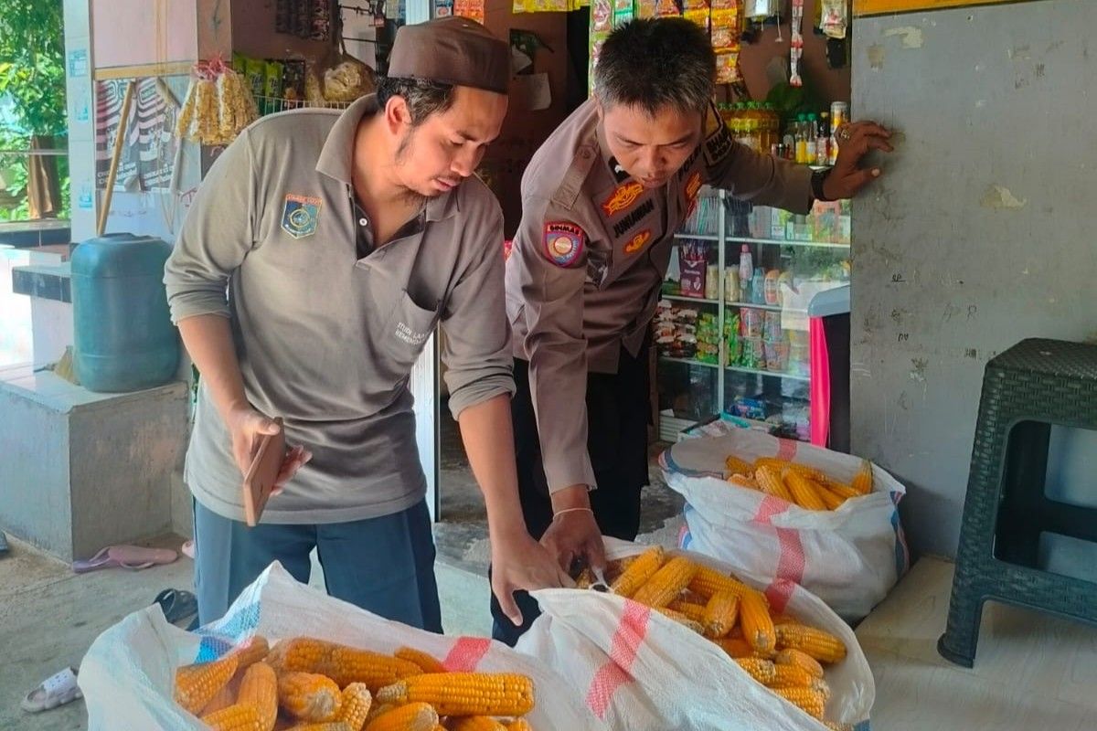 Peran Vital Bhabinkamtibmas: Dukungan Harga dan Serapan Panen Jagung