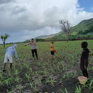 BHABINKAMTIBMAS HU’U DAMPINGI PETANI JAGUNG, DUKUNG PROGRAM KETAHANAN PANGAN MENUJU INDONESIA EMAS 2045