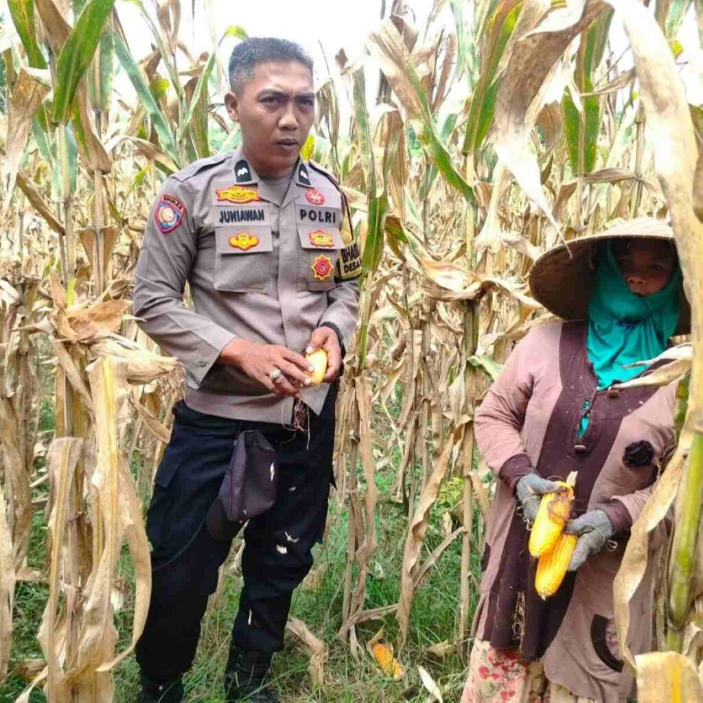 Peran Polri Jaga Stabilitas Harga, Petani Jagung Lombok Barat Diimbau Jual ke Bulog