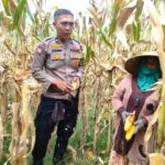 Polri Dampingi Panen Jagung di Lombok Barat, Dorong Penjualan ke Bulog
