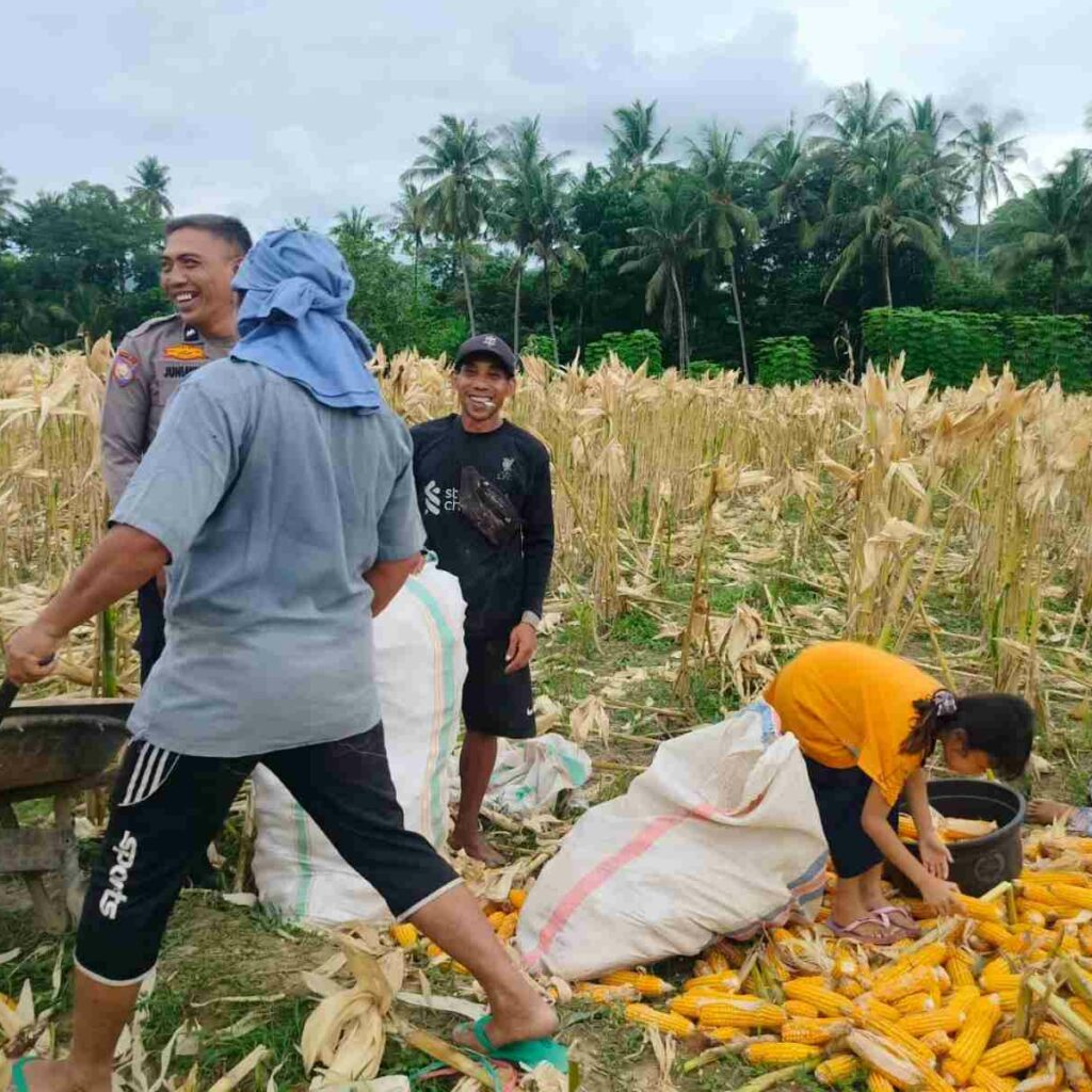 Demi Stok Pangan Nasional, Polsek Lembar Ajak Petani Salurkan Jagung Varietas NK ke Bulog